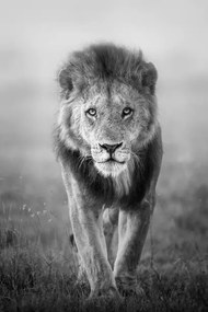 Fotográfia Face to Face with Male Lion, Vicki Jauron, Babylon and Beyond Photography