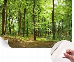 Öntapadós fotótapéta Divatos Természetes ösvény 104x70 cm