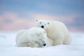 Fotográfia Two polar bears sleeping in the snow, Alaska, USA, janbecke1, (40 x 26.7 cm)