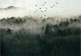 Fotótapéta Erdő A Ködben Madarak Tájkép 3D 254x184