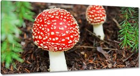 Vászonkép 115x55 Legyek Mérgező szépség