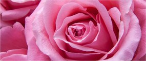 Rózsa képe (120x50 cm)