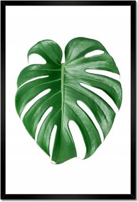 Poszter keretben 40x60 Monstera lyukas levél