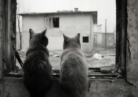 Poszter 100x70cm Gondolatok az elhagyatott küszöbről