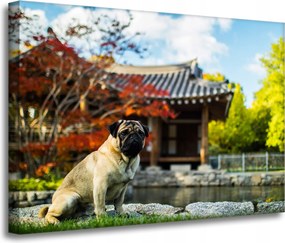 Vászonkép Állatok Kutya 70x50 cm