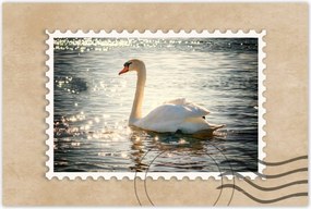 Poszterek 120x80 Hattyú a tavon