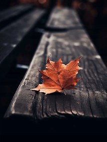 Poszter 15x20cm Egyetlen levél