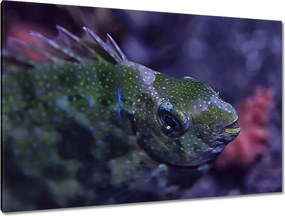 Festmények 120x80 Tengeri vízi ökoszisztéma