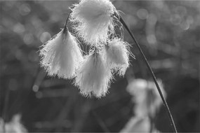 Kép - Cottongrass (90x60 cm)