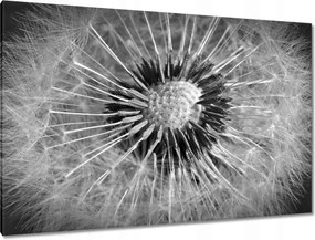 Vászonkép 120x80 Pitypang Virág Virágok