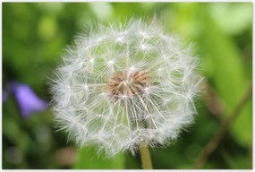 Poszterek 120x80 Pitypang Virág Virágok