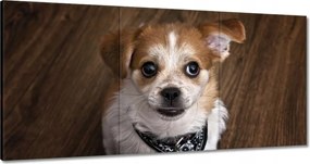 Vászonkép 120x60 Vidám kutyus