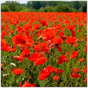 Poszterek 100x100 Pipacsok tengere