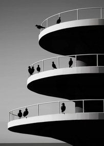 Poszter 67,5x95cm Holló árnyalatok