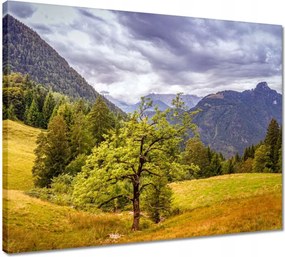 Vászonkép 50x40 Fa az égig