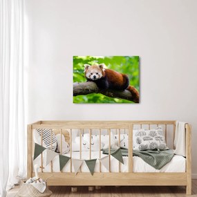 A vörös panda képe (70x50 cm)