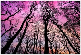 Poszterek 200x135 Erdő Fák Kilátás alulról