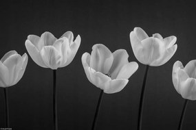 Poszter 30x20cm Tulipánok egy sorban, Assaf Frank