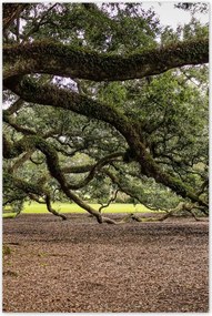 Poszter 60x90 Szétnyitható tölgy