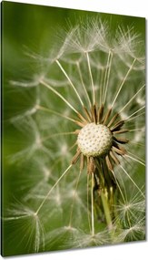 Vászonkép 80x120 Pitypang Virág Virágok