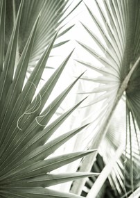 Palm Leaf poszter - 50x70 cm, Fa natur keret
