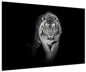Tigris fekete-fehér kép (90x60 cm)