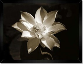 Poszterek keretben 40x30 Lótuszvirág