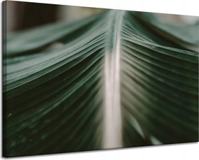 Vászonkép Természet Pálmalevél 120x80