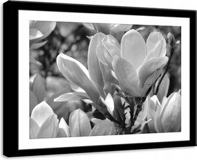 Vászonkép 70x50 Magnólia virágok fekete-fehér közelkép növényvilág természet nyugalom