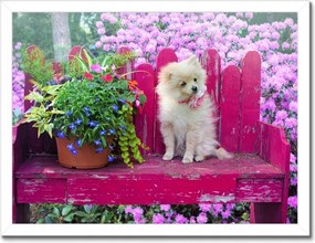 Poszterek keretben 40x30 Kutya Kutyák