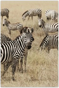 Poszterek 80x120 Zebrák a szavannán