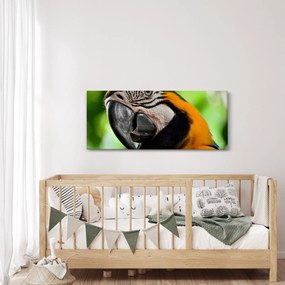 Papagáj képe (120x50 cm)
