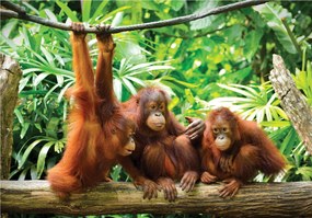 Flizelin fotótapéta Orangutánok a dzsungelben trópusi paradicsom 416x254 +ragasztó
