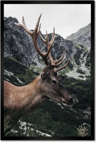 Poszter keretben 40x60 Szarvas felszarvazott