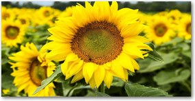 Fotó üvegkép Napraforgó mező 140x70