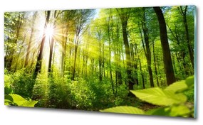 Üvegfotó Forest a nap osh-105833930