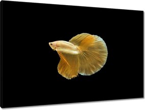 Vászonkép 90x60 Arany sziámi hal