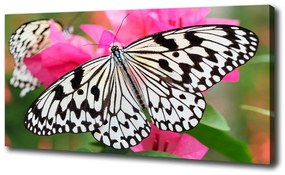 Vászonkép Pillangó a virágon oc-111962748