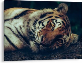 Kép - Szibériai tigris (70x50 cm)