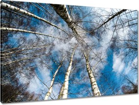 Vászonkép 90x60 Nyírfa