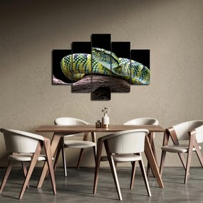 Kép - Wagler csörgőkígyó (150x105 cm)