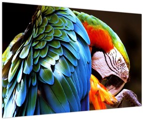 Kép - Papagáj (90x60 cm)