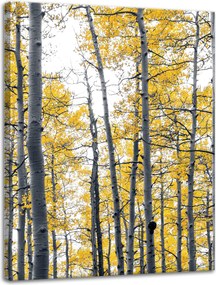 Vászonkép Nyírfa Sárga Levelek Természet Tavasz 30x40 cm