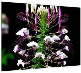 Virágos kép (70x50 cm)