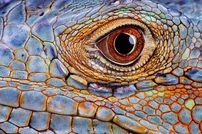 Fotográfia Iguana (Iguana iguana) eye, close-up, Hans Strand