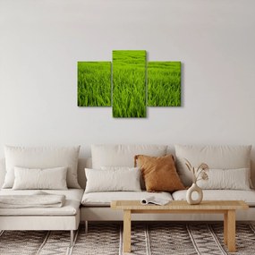 A fű képe (90x60 cm)