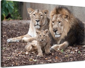 Vászonkép Oroszlán család Természet fotó 120x80 cm Ideális ajándék