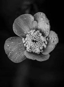 Fotográfia Close-up of raindrops on flower, Bill Martin / 500px