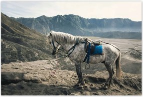 Poszterek 200x135 Ló expedíció a hegyekbe