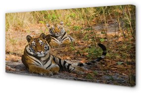 Canvas képek Tigers 100x50 cm